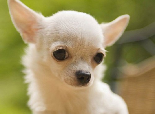фото самых маленьких собак