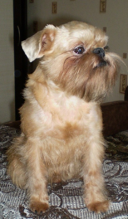 Порода собак чихуахуа фото, мелкие породы собак фото.