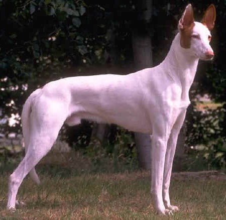 Кавказец собака фото, китайские породы собак фото.