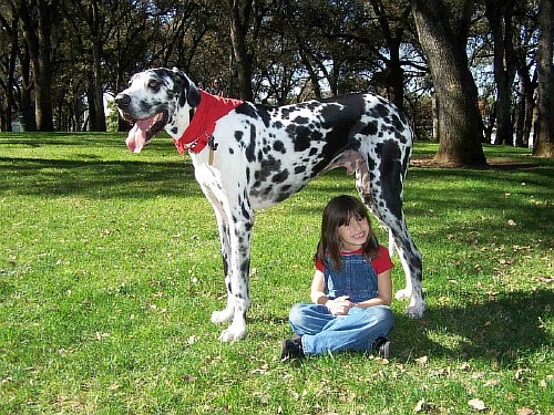 самая большая собака фото