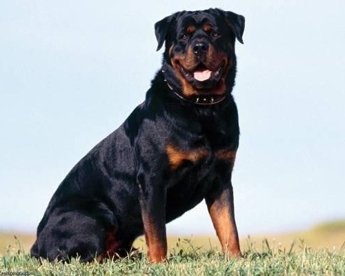 самые большие собаки мира фото