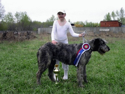 Фото собаки английский кокер спаниель, гипоаллергенные собаки фото.