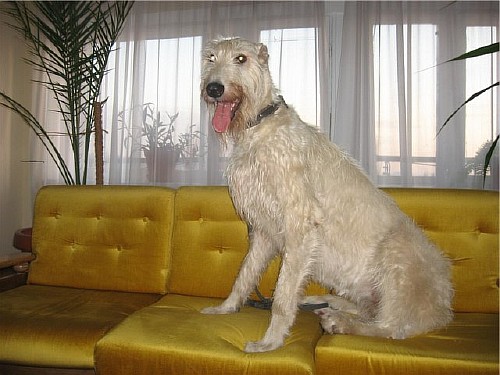 Эскимосская собака фото, собака спаниель фото кокер.