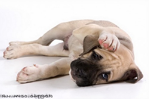Пиодермия у собак фото