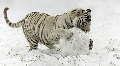 фотоприколы с животными